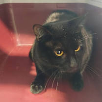 Thumbnail photo of Spider #2