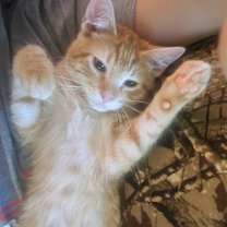 Thumbnail photo of Pumpkin #1