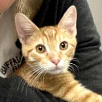 Thumbnail photo of Pumpkin #2