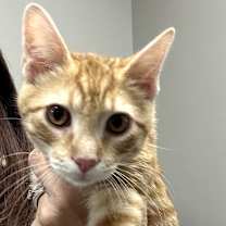 Thumbnail photo of Pumpkin #3