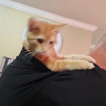 Thumbnail photo of Pumpkin #4