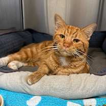 Thumbnail photo of Cheeto #1