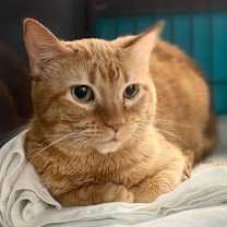 Thumbnail photo of Bandit #1