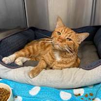 Thumbnail photo of Cheeto #2