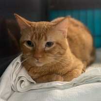 Thumbnail photo of Bandit #2