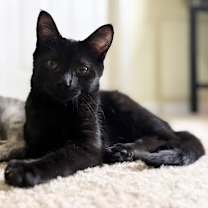 Thumbnail photo of Moth #1