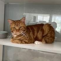 Thumbnail photo of Cheeto #3