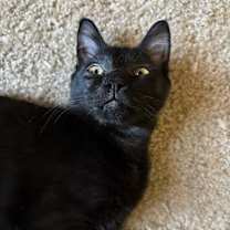 Thumbnail photo of Moth #2