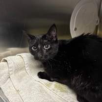 Thumbnail photo of Peggy Sue #2