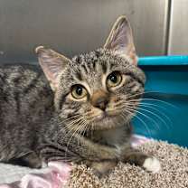 Thumbnail photo of Fiona 107C25 #1