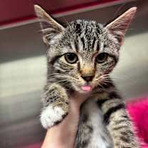 Thumbnail photo of Fiona 107C25 #3