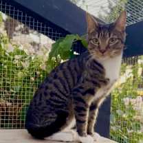 Thumbnail photo of Merry #1