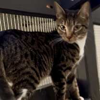 Thumbnail photo of Merry #3