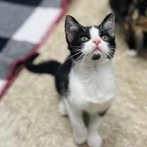 Thumbnail photo of Willow #1