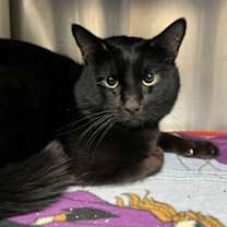 Thumbnail photo of Prince Ali #2