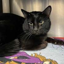 Thumbnail photo of Prince Ali #3