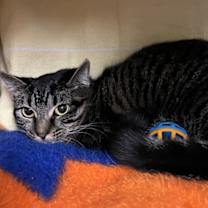 Thumbnail photo of Charcoal (with Ghost) #1