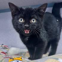 Thumbnail photo of Cristiano #1