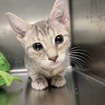 Thumbnail photo of Steelix #2