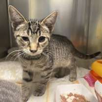 Thumbnail photo of Garchomp #2