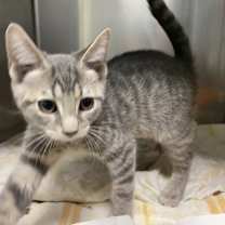 Thumbnail photo of Rhydon #2