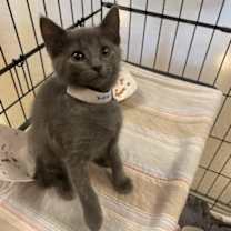 Thumbnail photo of Azure #1