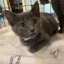 Thumbnail photo of Cerulean #2