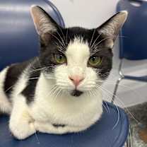 Thumbnail photo of Reed #1