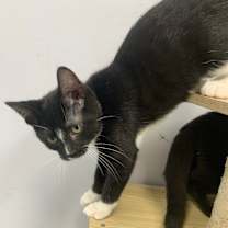 Thumbnail photo of Thanos #2