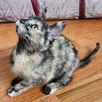 Thumbnail photo of Sabrina #1