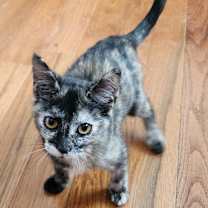 Thumbnail photo of Sabrina #4