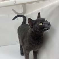 Thumbnail photo of Milo #3