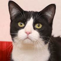 Thumbnail photo of Lemon #1