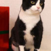 Thumbnail photo of Lemon #2