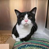 Thumbnail photo of Lemon #3