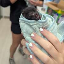 Thumbnail photo of Rey #2