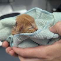 Thumbnail photo of OBI (Wan Kenobi) #2