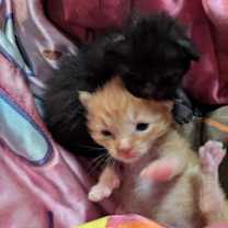 Thumbnail photo of OBI (Wan Kenobi) #3