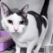 Thumbnail photo of Azalea #1