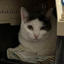 Thumbnail photo of Azalea #2