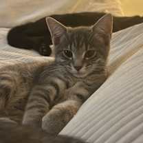 Thumbnail photo of Luna #1