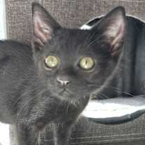 Thumbnail photo of Pocket #2