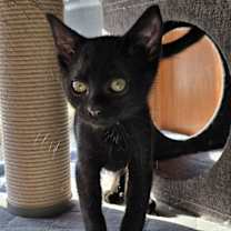 Thumbnail photo of Pocket #3