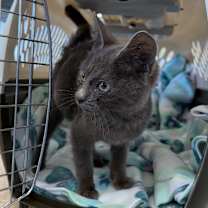 Thumbnail photo of Okie Dokie #1