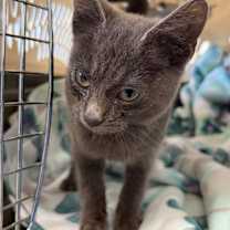 Thumbnail photo of Okie Dokie #2