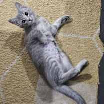 Thumbnail photo of Green Bean #1