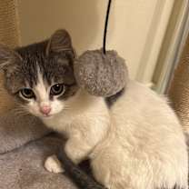 Thumbnail photo of Sugar #3