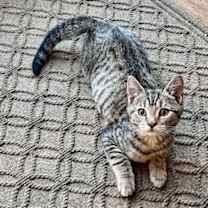 Thumbnail photo of Milkshake (foster kitten) #2