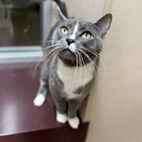 Thumbnail photo of Ace #2