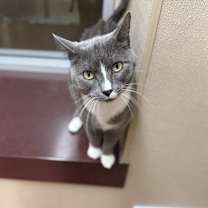 Thumbnail photo of Ace #3